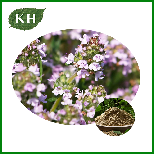 Thyme Extract